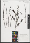 Foto von Salix purpurea L.
